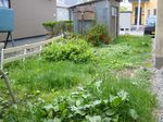 2005-05-31niwa.jpg