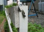 2005-06-20 tyou.jpg