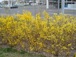 2006-05-10 ren1.jpg