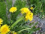2006-05-22 dande.jpg