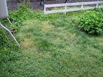 2006-06-16 niwa.jpg