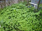 2006-06-22 monookiyoko.jpg