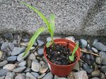 2006-06-22 popcorn.jpg