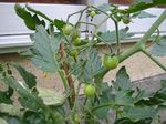 2006-06-22 tomato.jpg