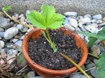 2006-06-23 itigo.jpg