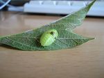 緑の虫
